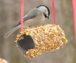 «Съедобная кормушка»